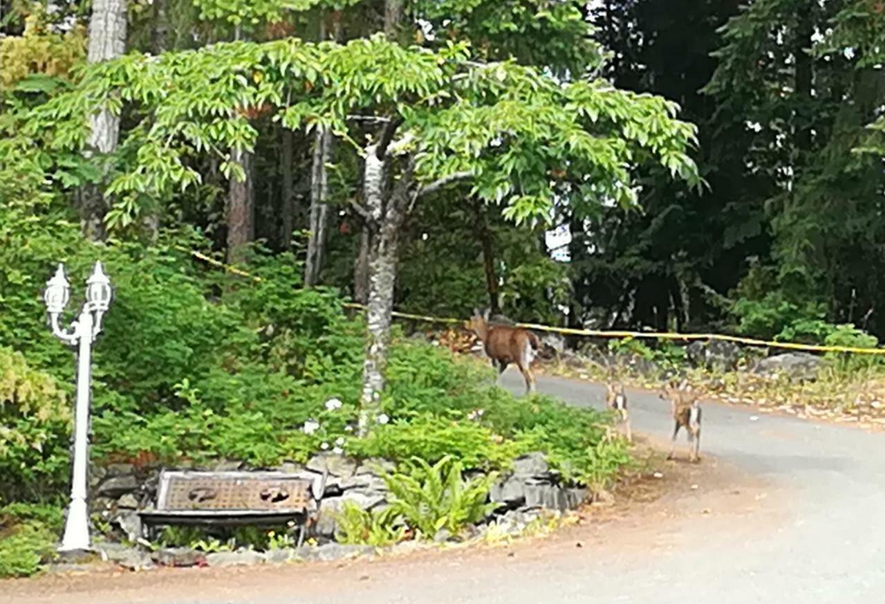 שמיינוס Vancouver Island Castle Cove Inn מראה חיצוני תמונה